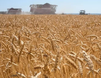 grain prices australia