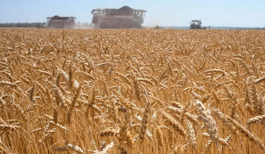 grain prices australia