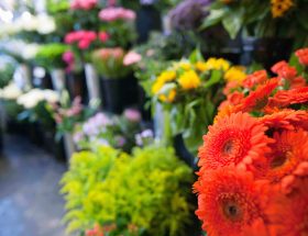 Shop Flower: The Best Places to Buy Flowers for Graduation